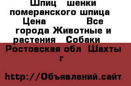 Шпиц - шенки померанского шпица › Цена ­ 20 000 - Все города Животные и растения » Собаки   . Ростовская обл.,Шахты г.